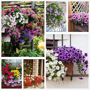 petunia seeds80000+pcs ‘colour-themed collection'(rainbow colors) perennial flower mix seeds,flowers all summer long,hanging flower seeds ideal for pot