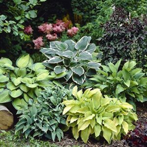 mixed hosta perennials (6 pack of bare roots) – great hardy shade plants