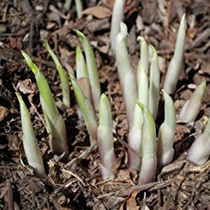 Mixed Hosta Perennials (6 Pack of Bare Roots) - Great Hardy Shade Plants