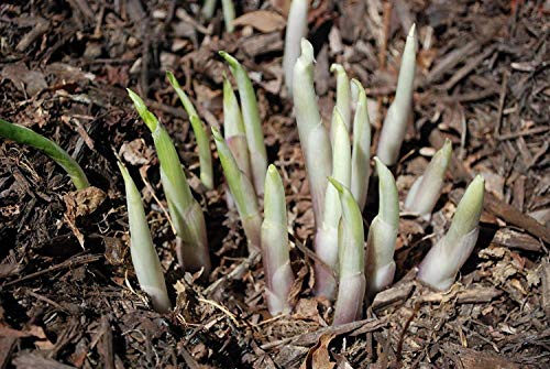 Mixed Hosta Perennials (6 Pack of Bare Roots) - Great Hardy Shade Plants