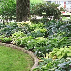 Mixed Hosta Perennials (6 Pack of Bare Roots) - Great Hardy Shade Plants