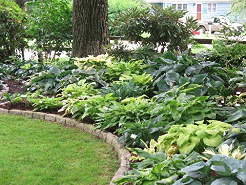 Mixed Hosta Perennials (6 Pack of Bare Roots) - Great Hardy Shade Plants