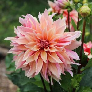 dahlia bulbs (dinnerplate) – labyrinth – 4 bulbs – orange/pink flower bulbs, tuber attracts bees, attracts butterflies, attracts pollinators, easy to grow & maintain, fast growing, cut flower garden