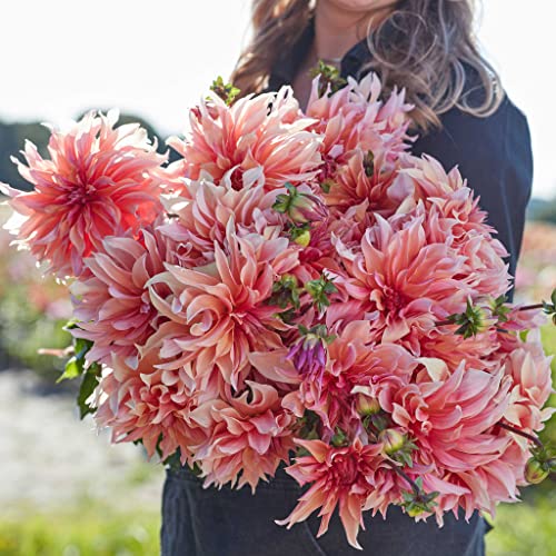 Dahlia Bulbs (Dinnerplate) - Labyrinth - 4 Bulbs - Orange/Pink Flower Bulbs, Tuber Attracts Bees, Attracts Butterflies, Attracts Pollinators, Easy to Grow & Maintain, Fast Growing, Cut Flower Garden