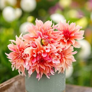 Dahlia Bulbs (Dinnerplate) - Labyrinth - 4 Bulbs - Orange/Pink Flower Bulbs, Tuber Attracts Bees, Attracts Butterflies, Attracts Pollinators, Easy to Grow & Maintain, Fast Growing, Cut Flower Garden
