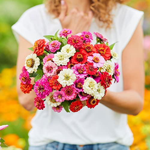 Zinnia Seeds (Dwarf) - Thumbelina - Packet - Pink/Red/Orange Flower Seeds, Heirloom Seed Attracts Bees, Attracts Butterflies, Attracts Hummingbirds, Attracts Pollinators, Easy to Grow & Maintain