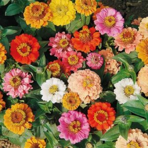 Zinnia Seeds (Dwarf) - Thumbelina - Packet - Pink/Red/Orange Flower Seeds, Heirloom Seed Attracts Bees, Attracts Butterflies, Attracts Hummingbirds, Attracts Pollinators, Easy to Grow & Maintain