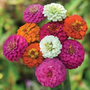 Zinnia Seeds (Dwarf) - Thumbelina - Packet - Pink/Red/Orange Flower Seeds, Heirloom Seed Attracts Bees, Attracts Butterflies, Attracts Hummingbirds, Attracts Pollinators, Easy to Grow & Maintain