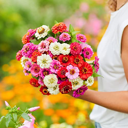 Zinnia Seeds (Dwarf) - Thumbelina - Packet - Pink/Red/Orange Flower Seeds, Heirloom Seed Attracts Bees, Attracts Butterflies, Attracts Hummingbirds, Attracts Pollinators, Easy to Grow & Maintain