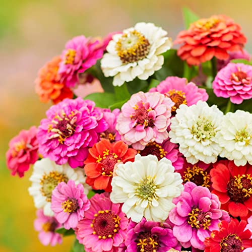 Zinnia Seeds (Dwarf) - Thumbelina - Packet - Pink/Red/Orange Flower Seeds, Heirloom Seed Attracts Bees, Attracts Butterflies, Attracts Hummingbirds, Attracts Pollinators, Easy to Grow & Maintain