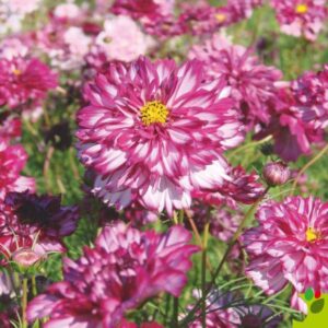 Cosmos Seeds - Double Click - Double Violet - Packet - Purple Flower Seeds, Open Pollinated Seed Attracts Bees, Attracts Butterflies, Attracts Hummingbirds, Attracts Pollinators