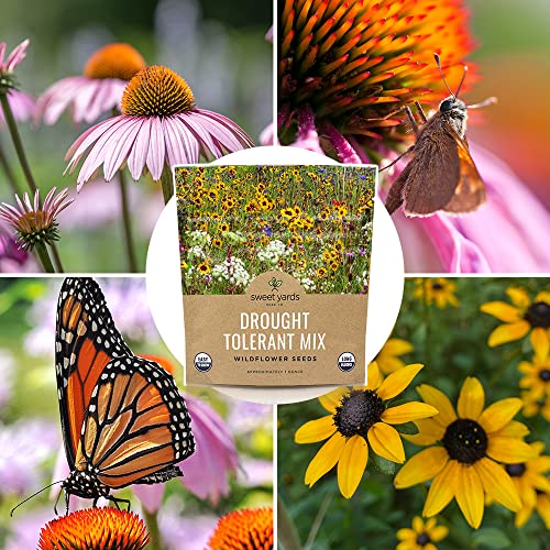 Sweet Yards Seed Co. Drought Tolerant Wildflowers Mix – Extra Large Packet – Over 7,500 Open Pollinated Non-GMO Seeds – 21 Different Dryland Species!