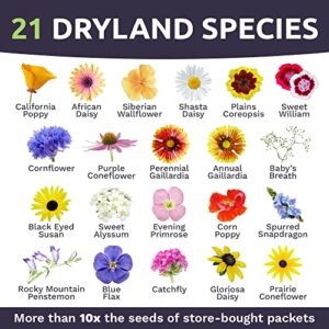 Sweet Yards Seed Co. Drought Tolerant Wildflowers Mix – Extra Large Packet – Over 7,500 Open Pollinated Non-GMO Seeds – 21 Different Dryland Species!