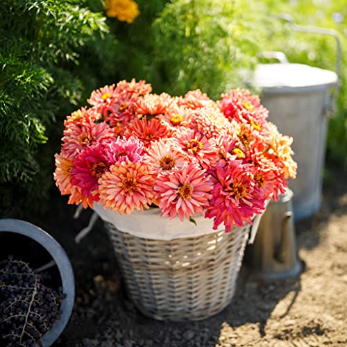 Zinnia Seeds - Cactus Pink Shades - Packet - Pink Flower Seeds, Open Pollinated Seed Attracts Bees, Attracts Butterflies, Attracts Hummingbirds, Attracts Pollinators, Easy to Grow & Maintain, Fast