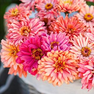 Zinnia Seeds - Cactus Pink Shades - Packet - Pink Flower Seeds, Open Pollinated Seed Attracts Bees, Attracts Butterflies, Attracts Hummingbirds, Attracts Pollinators, Easy to Grow & Maintain, Fast