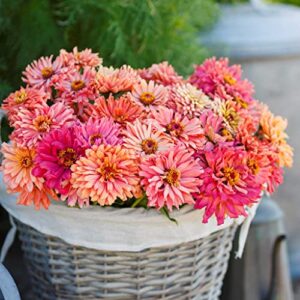 Zinnia Seeds - Cactus Pink Shades - Packet - Pink Flower Seeds, Open Pollinated Seed Attracts Bees, Attracts Butterflies, Attracts Hummingbirds, Attracts Pollinators, Easy to Grow & Maintain, Fast