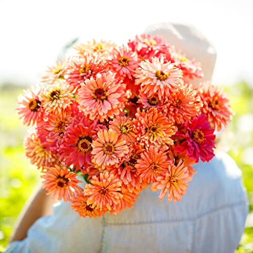 Zinnia Seeds - Cactus Pink Shades - Packet - Pink Flower Seeds, Open Pollinated Seed Attracts Bees, Attracts Butterflies, Attracts Hummingbirds, Attracts Pollinators, Easy to Grow & Maintain, Fast