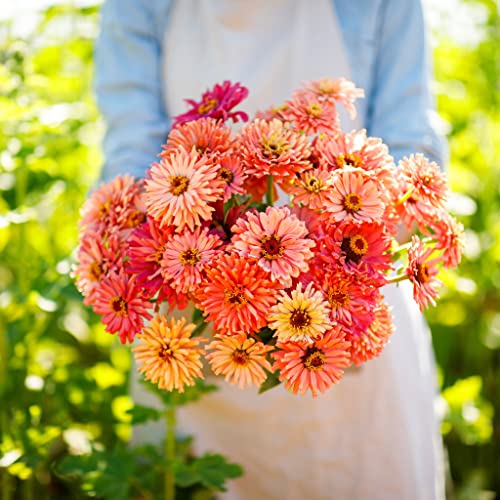 Zinnia Seeds - Cactus Pink Shades - Packet - Pink Flower Seeds, Open Pollinated Seed Attracts Bees, Attracts Butterflies, Attracts Hummingbirds, Attracts Pollinators, Easy to Grow & Maintain, Fast