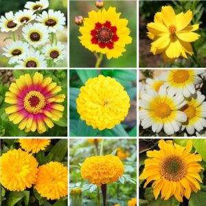 mellow yellow – yellow flower seed mix – 5 pounds – yellow/mixed wildflower seeds, attracts bees, attracts butterflies, attracts hummingbirds, attracts pollinators, easy to grow & maintain, cut