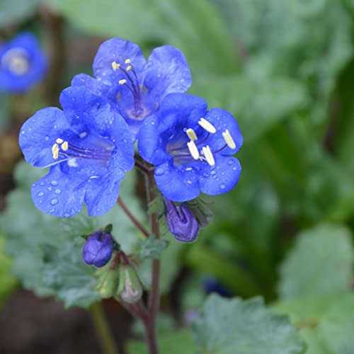 California Bluebell Seeds - 5 Pounds - Blue Flower Seeds, Open Pollinated Seed Attracts Bees, Attracts Butterflies, Attracts Pollinators, Easy to Grow & Maintain, Container Garden