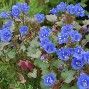 California Bluebell Seeds - 5 Pounds - Blue Flower Seeds, Open Pollinated Seed Attracts Bees, Attracts Butterflies, Attracts Pollinators, Easy to Grow & Maintain, Container Garden