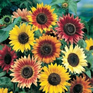 sunflower seeds (organic) – autumn beauty – 1/4 pound – yellow/red/orange flower seeds, open pollinated seed, organic seed attracts bees, attracts butterflies, attracts pollinators