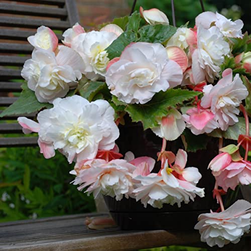 Begonia Tubers - Angelique - 9 Tubers - Pink Flower Bulbs, Tuber Attracts Pollinators, Easy to Grow & Maintain, Fast Growing, Fragrant, Container Garden