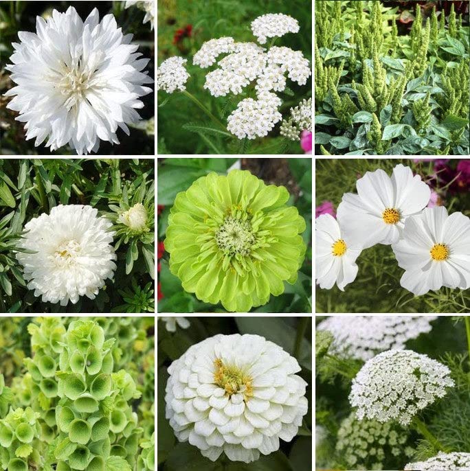 Green with Envy Flower Seed Mix - 5 Pounds - Green/White Wildflower Seeds, Attracts Bees, Attracts Butterflies, Attracts Hummingbirds, Attracts Pollinators, Easy to Grow & Maintain, Container Garden