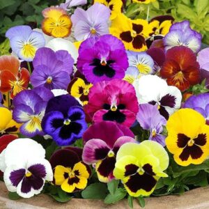 pansy seeds – mix – 1/4 pound – purple/yellow/white flower seeds, heirloom seed attracts bees, attracts butterflies, attracts pollinators, fragrant, container garden