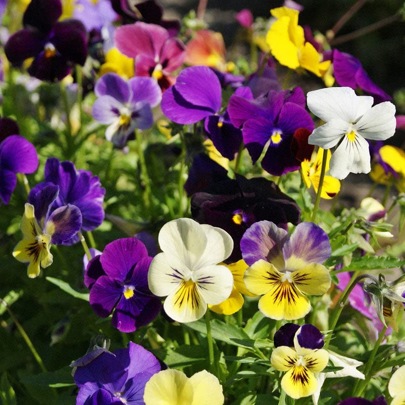 Pansy Seeds - Mix - 1/4 Pound - Purple/Yellow/White Flower Seeds, Heirloom Seed Attracts Bees, Attracts Butterflies, Attracts Pollinators, Fragrant, Container Garden