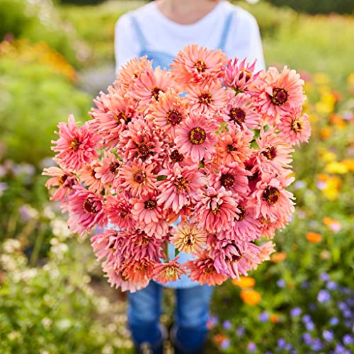 Zinnia Seeds - Senorita - Packet - Pink Flower Seeds, Open Pollinated Seed Attracts Bees, Attracts Butterflies, Attracts Hummingbirds, Attracts Pollinators, Easy to Grow & Maintain, Fast Growing