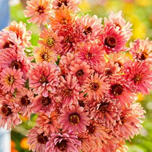 Zinnia Seeds - Senorita - Packet - Pink Flower Seeds, Open Pollinated Seed Attracts Bees, Attracts Butterflies, Attracts Hummingbirds, Attracts Pollinators, Easy to Grow & Maintain, Fast Growing