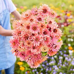 Zinnia Seeds - Senorita - Packet - Pink Flower Seeds, Open Pollinated Seed Attracts Bees, Attracts Butterflies, Attracts Hummingbirds, Attracts Pollinators, Easy to Grow & Maintain, Fast Growing