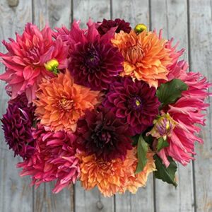dahlia bulbs (dinnerplate) – passion mix – 9 bulbs – mixed flower bulbs, tuber attracts bees, attracts butterflies, attracts pollinators, easy to grow & maintain, fast growing, cut flower garden