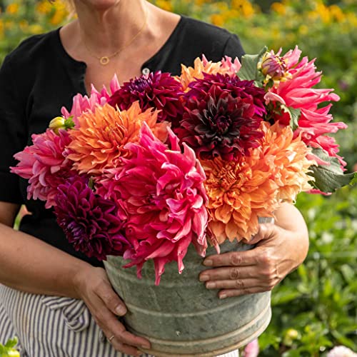 Dahlia Bulbs (Dinnerplate) - Passion Mix - 9 Bulbs - Mixed Flower Bulbs, Tuber Attracts Bees, Attracts Butterflies, Attracts Pollinators, Easy to Grow & Maintain, Fast Growing, Cut Flower Garden