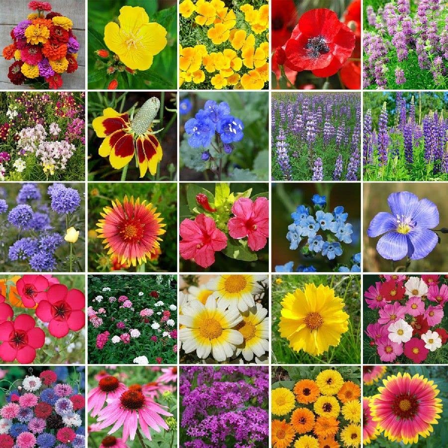 Heirloom Flower Seed Mix - 5 Pounds - Mixed Wildflower Seeds, Heirloom Seed Attracts Bees, Attracts Butterflies, Attracts Hummingbirds, Attracts Pollinators, Easy to Grow & Maintain, Container