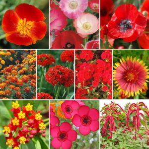 Red Head - Exclusive Red Wildflower Seed Mix - 5 Pounds - Red/Mixed Wildflower Seeds, Attracts Bees, Attracts Butterflies, Attracts Hummingbirds, Attracts Pollinators, Easy to Grow & Maintain, Cut