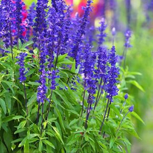blue sage seeds – 1 pound – blue flower seeds, heirloom seed attracts bees, attracts butterflies, attracts hummingbirds, attracts pollinators, easy to grow & maintain, fragrant, container garden
