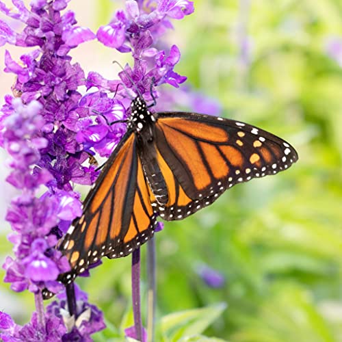 Blue Sage Seeds - 1 Pound - Blue Flower Seeds, Heirloom Seed Attracts Bees, Attracts Butterflies, Attracts Hummingbirds, Attracts Pollinators, Easy to Grow & Maintain, Fragrant, Container Garden