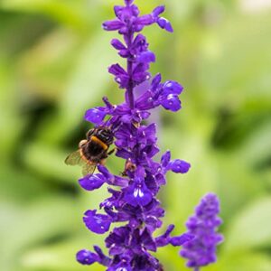 Blue Sage Seeds - 1 Pound - Blue Flower Seeds, Heirloom Seed Attracts Bees, Attracts Butterflies, Attracts Hummingbirds, Attracts Pollinators, Easy to Grow & Maintain, Fragrant, Container Garden