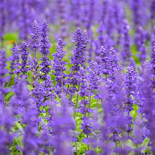 Blue Sage Seeds - 1 Pound - Blue Flower Seeds, Heirloom Seed Attracts Bees, Attracts Butterflies, Attracts Hummingbirds, Attracts Pollinators, Easy to Grow & Maintain, Fragrant, Container Garden