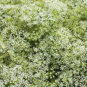 perennial babys breath seeds – 1 pound – white flower seeds, heirloom seed attracts bees, attracts butterflies, attracts pollinators, easy to grow & maintain, extended bloom time, fast growing, cut