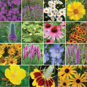midwest all perennial wildflower seed mix – 5 pounds – mixed wildflower seeds, attracts bees, attracts butterflies, attracts hummingbirds, attracts pollinators, easy to grow & maintain, cut flower