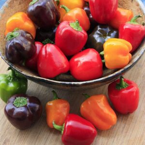 sweet pepper seeds – mini bell blend – 1/4 pound – vegetable seeds, heirloom seed easy to grow & maintain, container garden