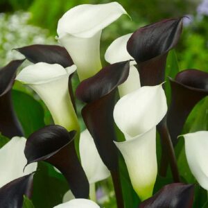 calla lily bulbs – black white mix – bag of 20, mid summer/white and black flowers