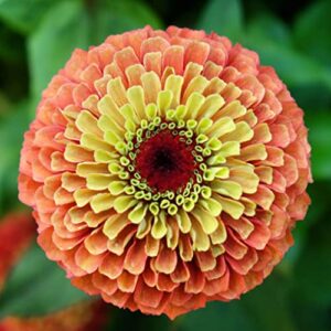 Zinnia Seeds - Queen Lime Orange - Packet - Mixed Flower Seeds, Open Pollinated Seed Attracts Bees, Attracts Butterflies, Attracts Hummingbirds, Attracts Pollinators, Easy to Grow & Maintain, Fast