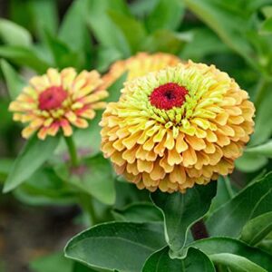 Zinnia Seeds - Queen Lime Orange - Packet - Mixed Flower Seeds, Open Pollinated Seed Attracts Bees, Attracts Butterflies, Attracts Hummingbirds, Attracts Pollinators, Easy to Grow & Maintain, Fast