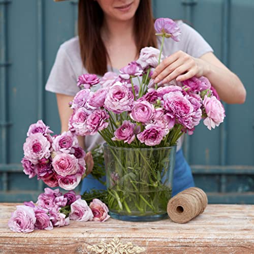 Ranunculus Bulbs - Purple Jean - 100 Bulbs - Purple Flower Bulbs, Corm Attracts Bees, Attracts Pollinators, Easy to Grow & Maintain, Fragrant, Container Garden