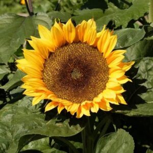 sunflower seeds (dwarf) – sunspot – 5 pounds – yellow flower seeds, open pollinated seed attracts bees, attracts butterflies, attracts pollinators, easy to grow & maintain, edible, cut flower garden