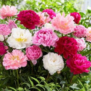 peony roots – mixed – 20 roots – mixed flower bulbs, root attracts bees, attracts butterflies, attracts pollinators, easy to grow & maintain, fragrant, container garden